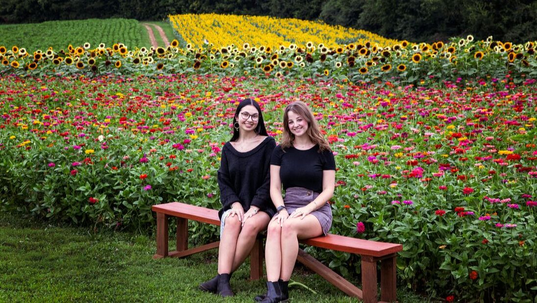 Picture of Zinnia Flower Field Picture